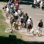 Marche bénéfice pour la formation de chiens-guides