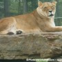 Le Parc Safari exposé à la rougeole le 12 juillet dernier