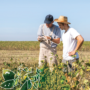 Lumière sur l’emploi de pesticides en zone agricole