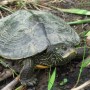 4 tortues d’une espèce menacée retracées sur la rivière Châteauguay