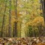 Les couleurs de l’automne au Centre écologique Fernand-Seguin