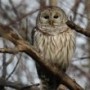 Venez observer les oiseaux d’hiver dimanche à Les Cèdres