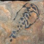 Un organisme fossilisé de 500 millions d’années découvert à Beauharnois