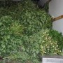 2 000 plans de marijuana saisis – La police a besoin de votre aide
