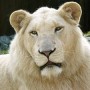 Tourisme – Le Parc Safari sera encore plus attrayant en 2011