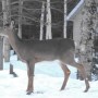 Des cerfs de Virginie aux Jeux du Québec !