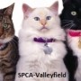 Licences pour CHATS et chiens obligatoires à Valleyfield