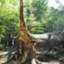 Un chêne bicolore de 1796 abattu par la tempête Irène