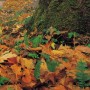 Cueillette de feuilles mortes à Châteauguay