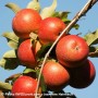 Vivre le temps des pommes dans le Suroît