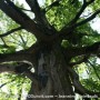 Colloque L’ARBRE URBAIN pour les villes, organismes, entreprises et citoyens