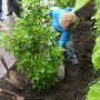 Chronique de Lucie Charlebois – Plantation d’arbres et cours d’écoles