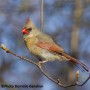 Le Club des ornithologues de Châteauguay bien représenté au Grand Défi QuébecOiseaux