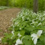 Avec des guides naturalistes, découvrez gratuitement le Centre écologique Fernand-Seguin