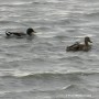 La chasse aux canards se fait entendre