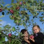 L’automne et le Temps des Pommes dans le Suroît