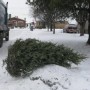 Hausse de 10,2% des collectes de sapins de Noël