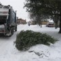 Horaire des collectes de sapins de Noël