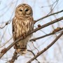 Le Suroît bien représenté au Grand Défi QuébecOiseaux