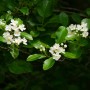 La Ceinture verte Châteauguay-Léry regorge de richesses naturelles