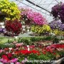 Horticulture – Plein feu sur les fleurs des Frères Leduc