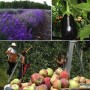 Circuit du Paysan – Fleurs, fruits et légumes à découvrir