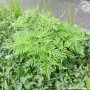 Un herbicide écologique pour lutter contre l’herbe à poux