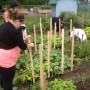 Un jardin communautaire au Carrefour jeunesse-emploi