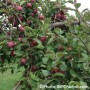 C’est le temps des pommes sur le Circuit du Paysan