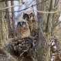 Ornithologie – Conférence sur les Grands-ducs d’Amérique