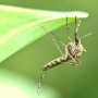 Contrôle des insectes piqueurs : l’opération se poursuit