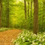 La magie du Printemps au Bois Châteauguay-Léry