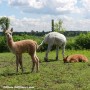 Visite en douceur chez Alpagas des Hauts Vents