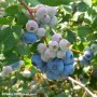 Les bons bleuets de la Vallée-du-Haut-St-Laurent