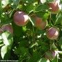 Le Temps des pommes, cela se vit pleinement dans le Suroît