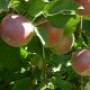 Vivre le temps des pommes dans le Haut-Saint-Laurent