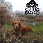 Au Camp Bosco avec Toutou pour la Journée mondiale des animaux