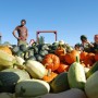 Les produits bio de la Coop Les Jardins de la résistance