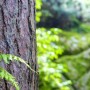 Agrile du frêne : Beauharnois fait l’inventaire de ses arbres