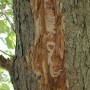 Agrile du frêne – Des arbres seront remplacés à Châteauguay