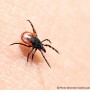 Maladie de Lyme : Les tiques bien présentes dans la région