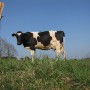 Les fermes laitières et le prix du lait en vedette au prochain déjeuner-causerie du RIMAS
