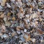 16 novembre : Dernière collecte de feuilles mortes à Saint-Stanislas