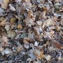 16 novembre : Dernière collecte de feuilles mortes à Saint-Stanislas