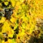 Tourisme – Top 5 des activités de l’automne