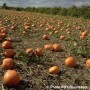 Projet-pilote pour promouvoir l’entrepreneuriat agricole