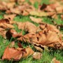 Environnement – Redonnez les feuilles mortes à la nature