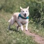 Appel au civisme – Chiens sans laisse dans le Parc régional