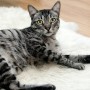Les chats envahissent le Québec : ils sont près de 2 millions