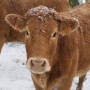 Biodiversité en milieu agricole via ALUS Montérégie